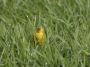 Day07 - 07 * Saffron Finch